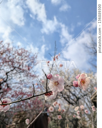 東京著名的梅花勝地(向島百花園) 東京著名的梅花勝地(向島百花園) 136889300