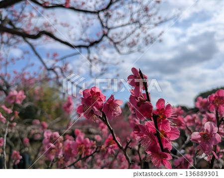 Pink plum blossoms shining against the blue sky (Mukojima Hyakkaen) 136889301