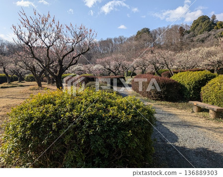 藥師池公園的梅花(東京著名的賞梅勝地) 藥師池公園的梅花(東京著名的賞梅勝地) 136889303