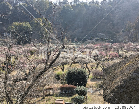 藥師池公園的梅花(東京著名的賞梅勝地) 藥師池公園的梅花(東京著名的賞梅勝地) 136889304