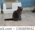 Cat sitting in front of the toilet 136889642