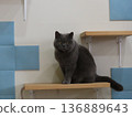 Cat playing on the stairs 136889643