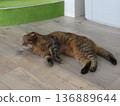 A lying cat 136889644