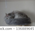 Cat looking down from a cat tower 136889645