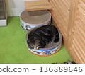 Cat that entered pet carry 136889646