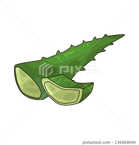 Illustration of aloe vera leaf Illustration of aloe vera leaf 136889690