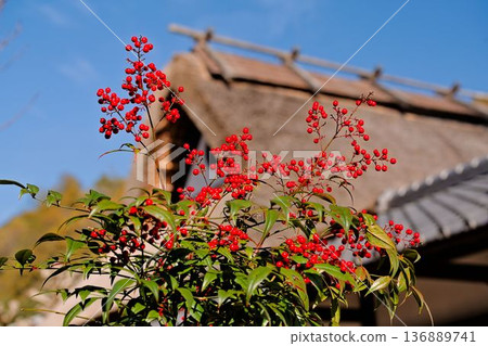 Nandina and thatched roof Nandina and thatched roof 136889741