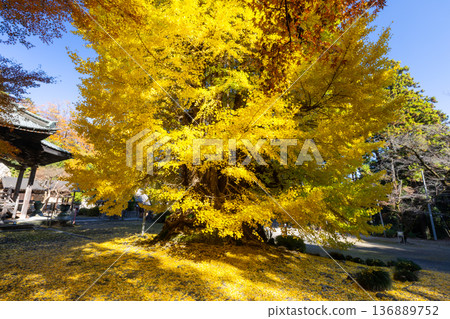 埼玉縣東松山市岩殿山 岩殿觀音 岩殿山 正法寺觀音殿前的大銀杏,黃葉,院內佈滿了黃色的落葉 埼玉縣東松山市岩殿山 岩殿觀音 岩殿山 正法寺觀音殿前的大銀杏,黃葉,院內佈滿了黃色的落葉 136889752