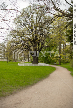 Walking Path Through a Lush Green Park With a Large Tree Surrounded by a White Fence in Early Spring Walking Path Through a Lush Green Park With a Large Tree Surrounded by a White Fence in Early Spring 136890108