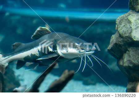 Large Catfish Swimming Near Rocks in a Fresh Water Aquarium During Daytime Large Catfish Swimming Near Rocks in a Fresh Water Aquarium During Daytime 136890220