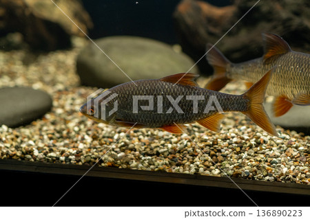 Aquarium Fish Swimming Gracefully Among Pebbles in a Freshwater Tank Setting During Daylight Hours 136890223
