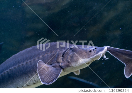 Sturgeon Swims Gracefully in a Clear Aquarium Habitat Showcasing Its Unique Features and Natural Beauty 136890234
