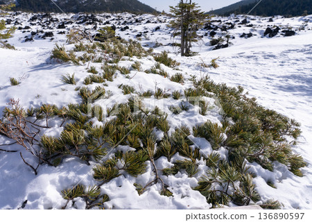 Snowy mountain dwarf pine 02 Snowy mountain dwarf pine 02 136890597