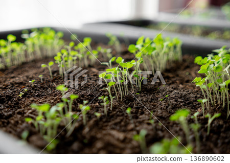 Young Seedlings Grow in Soil Trays Under Bright Sunlight in a Nurturing Environment During Early Spring Young Seedlings Grow in Soil Trays Under Bright Sunlight in a Nurturing Environment During Early Spring 136890602