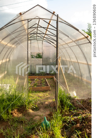 Greenhouse Interior With Growing Plants and Natural Light During the Day in a Rural Area 136890609