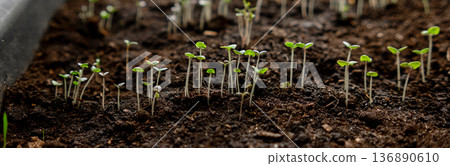 Small Green Seedlings Emerge From Dark Rich Soil in a Garden During Spring With Sunlight Shining Through Small Green Seedlings Emerge From Dark Rich Soil in a Garden During Spring With Sunlight Shining Through 136890610