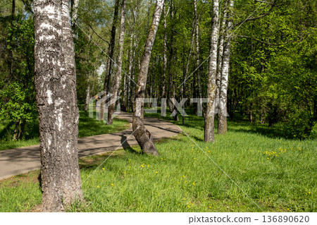 Walking Path Through a Lush Green Forest With Tall Trees and Vibrant Foliage During Daytime in Spring Season Walking Path Through a Lush Green Forest With Tall Trees and Vibrant Foliage During Daytime in Spring Season 136890620