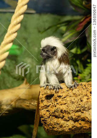 Small Monkey Perched on a Log in a Tropical Environment During Daytime Small Monkey Perched on a Log in a Tropical Environment During Daytime 136890647