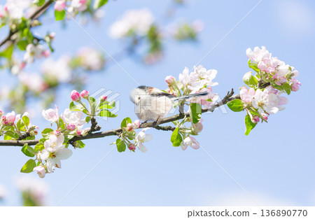Little bird perching on branch of blooming apple tree with pink flowers. Long-tailed tit. Springtime. Aegithalos caudatus Little bird perching on branch of blooming apple tree with pink flowers. Long-tailed tit. Springtime. Aegithalos caudatus 136890770