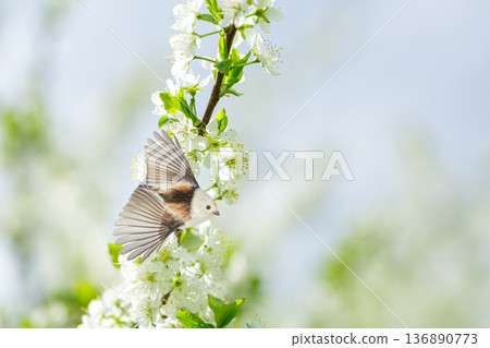 Little bird perching on branch of blooming plum tree with white flowers. Long-tailed tit. Springtime. Aegithalos caudatus 136890773