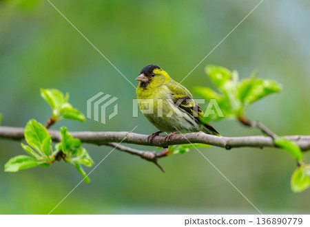 Little bird perching on branch of tree.  Male siskin 136890779