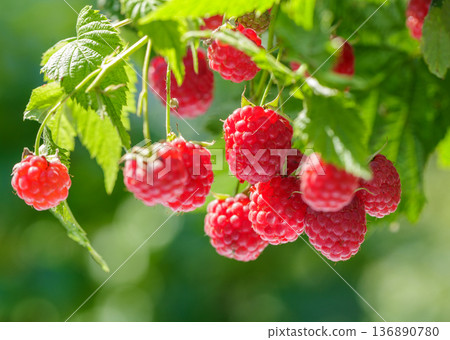 branch of ripe raspberries hanging on a bush in a garden branch of ripe raspberries hanging on a bush in a garden 136890780