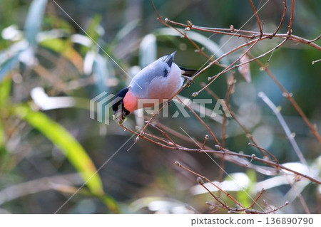 Lie to eat tree buds Lie to eat tree buds 136890790