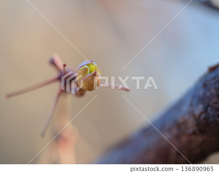The cute buds of the Chinese Cornelian cherry blossoms that swelled in February 136890965