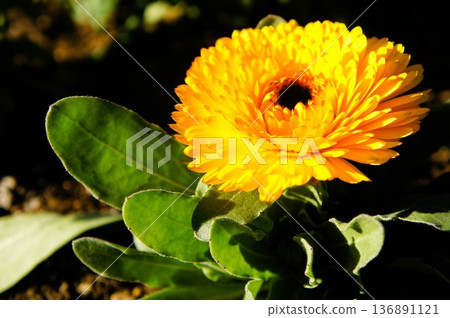 Yellow calendula Yellow calendula 136891121