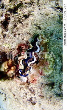 Giant clams among the rocks 136891283