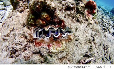 Giant clams among the rocks Giant clams among the rocks 136891285