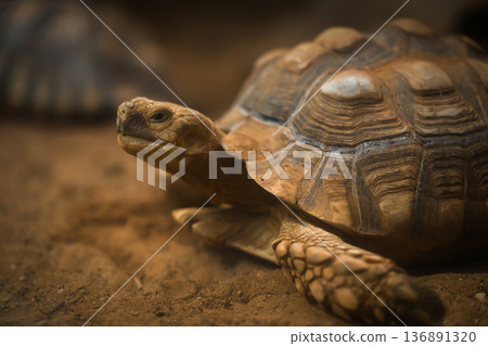 close up head of African spurred tortoise (Centrochelys sulcata) close up head of African spurred tortoise (Centrochelys sulcata) 136891320