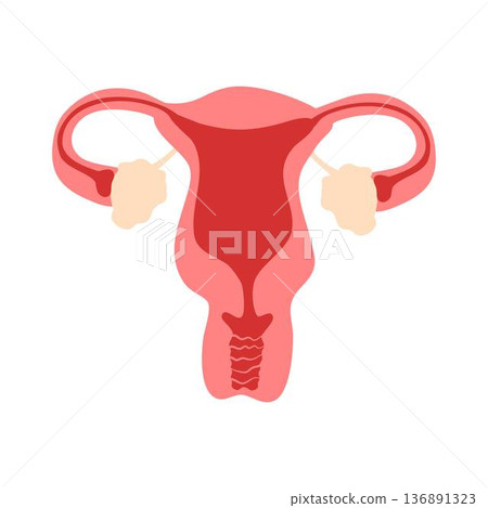 Female reproductive system Illustration Female reproductive system Illustration 136891323