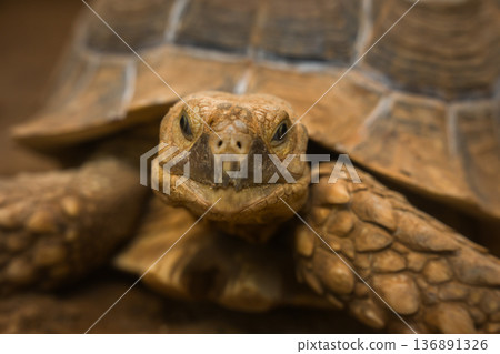 close up head of African spurred tortoise (Centrochelys sulcata) close up head of African spurred tortoise (Centrochelys sulcata) 136891326
