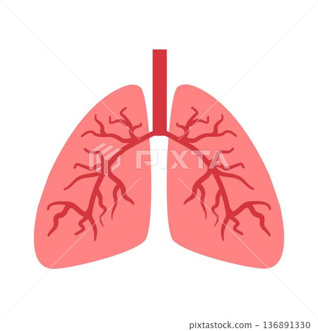 Paru-Paru or Lungs Paru-Paru or Lungs 136891330