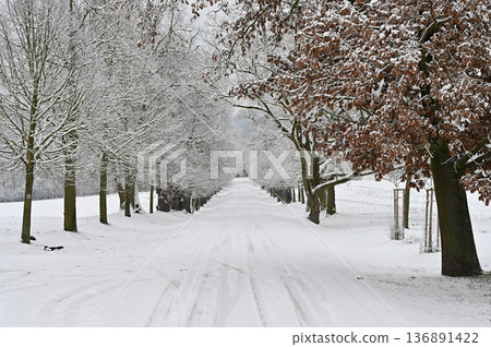 Winter landscape - frosty trees in the forest. Nature covered with snow. Beautiful seasonal natural background. Winter landscape - frosty trees in the forest. Nature covered with snow. Beautiful seasonal natural background. 136891422