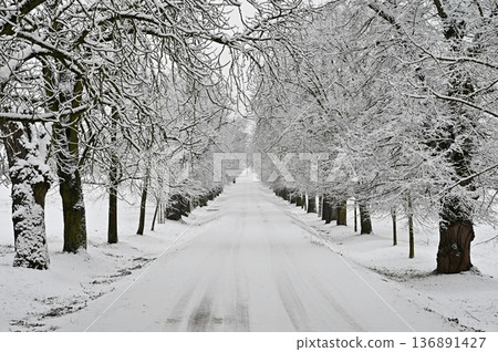 Winter landscape - frosty trees in the forest. Nature covered with snow. Beautiful seasonal natural background. Winter landscape - frosty trees in the forest. Nature covered with snow. Beautiful seasonal natural background. 136891427