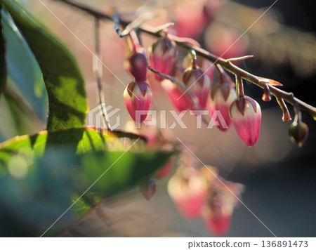 二月溫暖的陽光下,日本仙人掌的可愛花苞緩緩綻放。 二月溫暖的陽光下,日本仙人掌的可愛花苞緩緩綻放。 136891473
