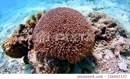 Red clump coral 136891537