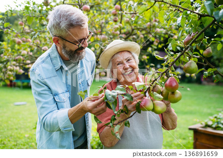 Senior mother and son picking apples from tree in garden. 136891659