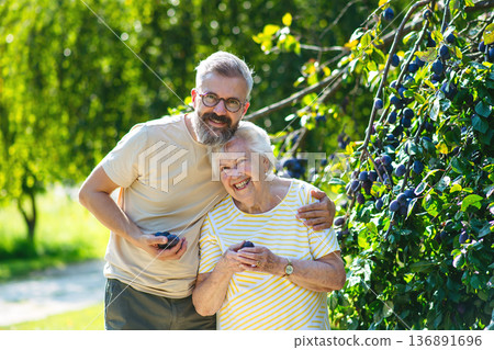 Senior mother and son picking plum from tree in garden. Senior mother and son picking plum from tree in garden. 136891696