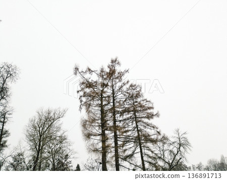 Branch objects texture and background. Branch objects texture and background. 136891713
