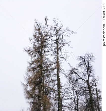 Branch objects texture and background. 136891716