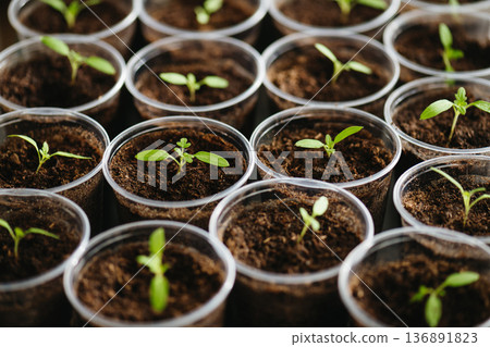Vegetable seedlings transplanted into pots after pricking out. Vegetable seedlings transplanted into pots after pricking out. 136891823