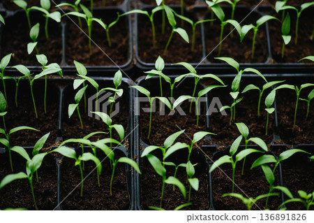 Sowing vegetable seeds indoors for seedlings in early spring. Sowing vegetable seeds indoors for seedlings in early spring. 136891826
