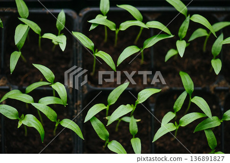 Sowing vegetable seeds indoors for seedlings in early spring. Sowing vegetable seeds indoors for seedlings in early spring. 136891827