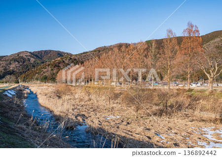 Metasequoia trees along the Chiuchi River in Makino Town, Takashima City, Shiga Prefecture Metasequoia trees along the Chiuchi River in Makino Town, Takashima City, Shiga Prefecture 136892442