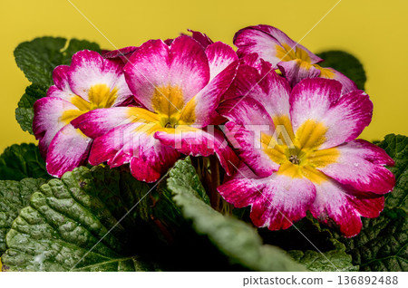 Pink and Yellow Primrose Flowers Blooming Against a Bright Yellow Background Pink and Yellow Primrose Flowers Blooming Against a Bright Yellow Background 136892488
