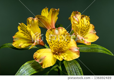 Yellow Alstroemeria Lily Flowers with Dew on Natural Green Background 136892489