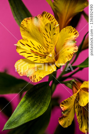 Yellow Alstroemeria Lily Flowers with Dew on Pink Background Yellow Alstroemeria Lily Flowers with Dew on Pink Background 136892490